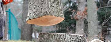 Best Fruit Tree Pruning  in Hoboken, NJ