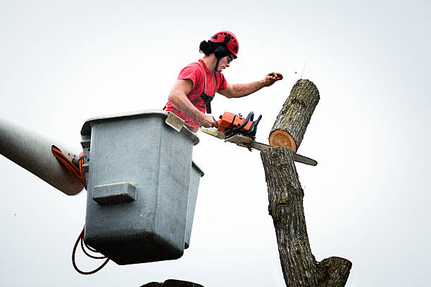 Best Storm Damage Tree Cleanup  in Hoboken, NJ