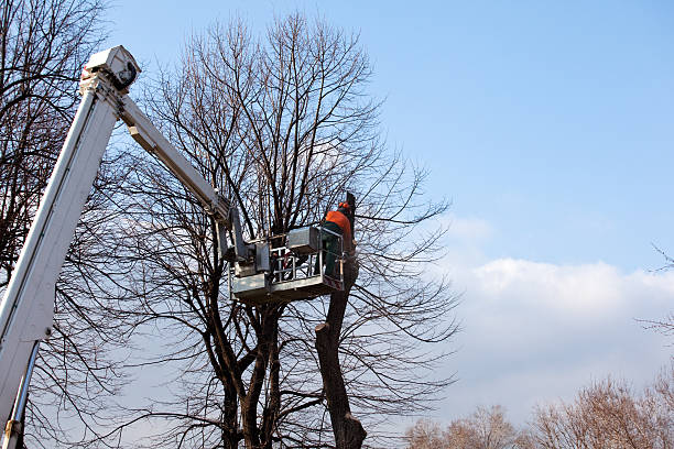 Best Stump Grinding and Removal  in Hoboken, NJ
