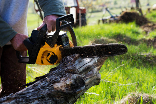 Professional Tree Care in Hoboken, NJ